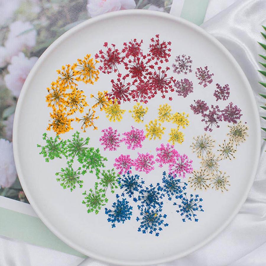 Dried Flower Bulk - 60 Stück gepresste getrocknete 15-25mm Ammi