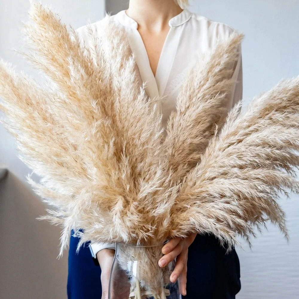 Dried Flower Bulk - 120 cm – 130 cm flauschiges