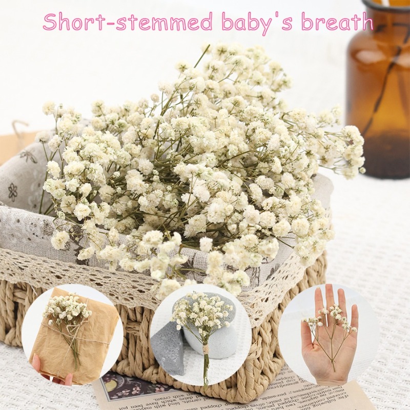 Dried Flower Bulk - 50 Stück Natürliche Getrocknete Gypsophila-Baby's-Breath-Blumen, Konservierte