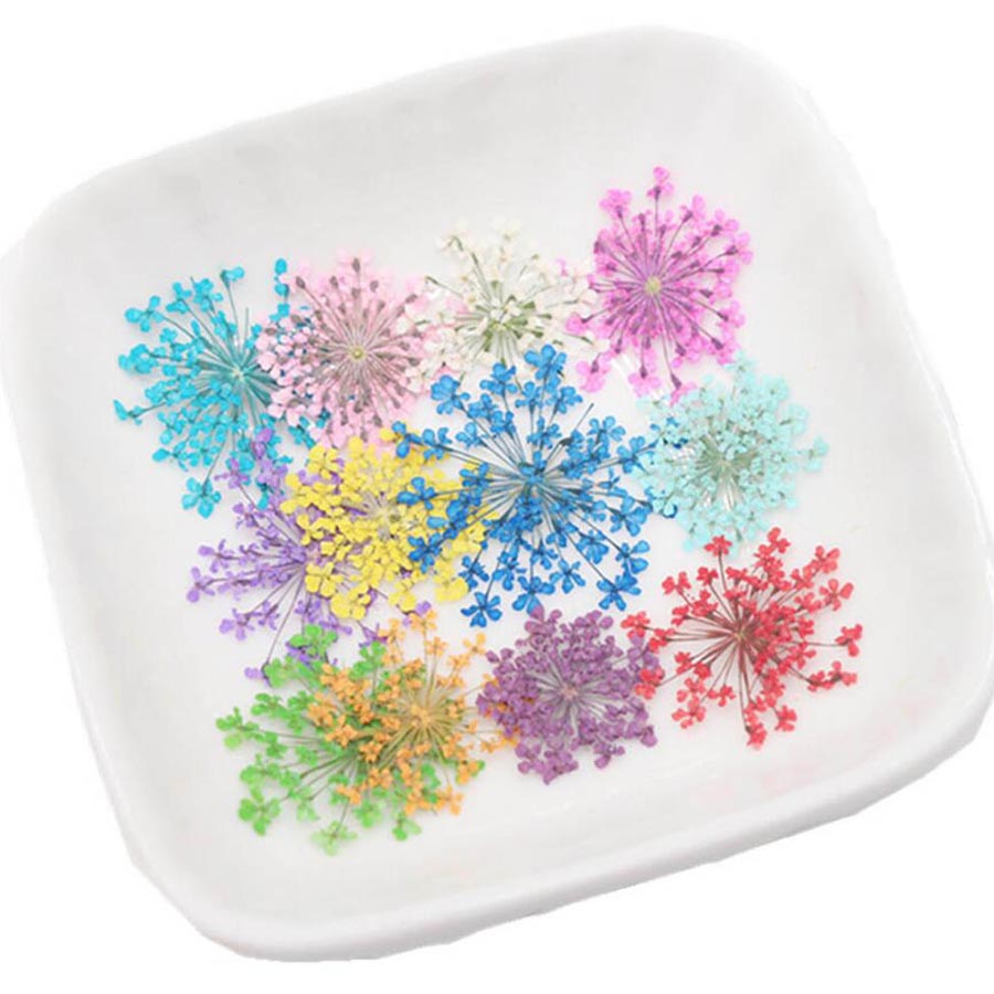 60 Stück gepresste getrocknete – Dried Flower Bulk Bewertung und Preis