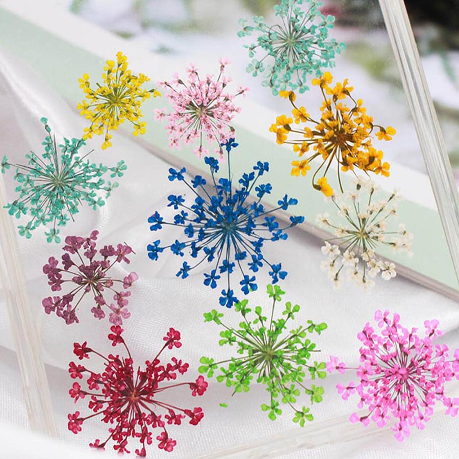 60 Stück gepresste getrocknete – Dried Flower Bulk Bewertung und Preis