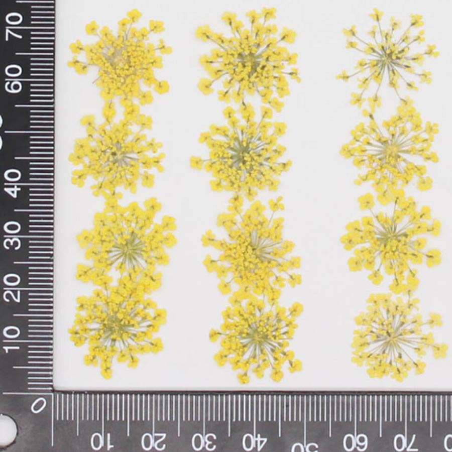 60 Stück gepresste getrocknete – Dried Flower Bulk Bewertung und Preis