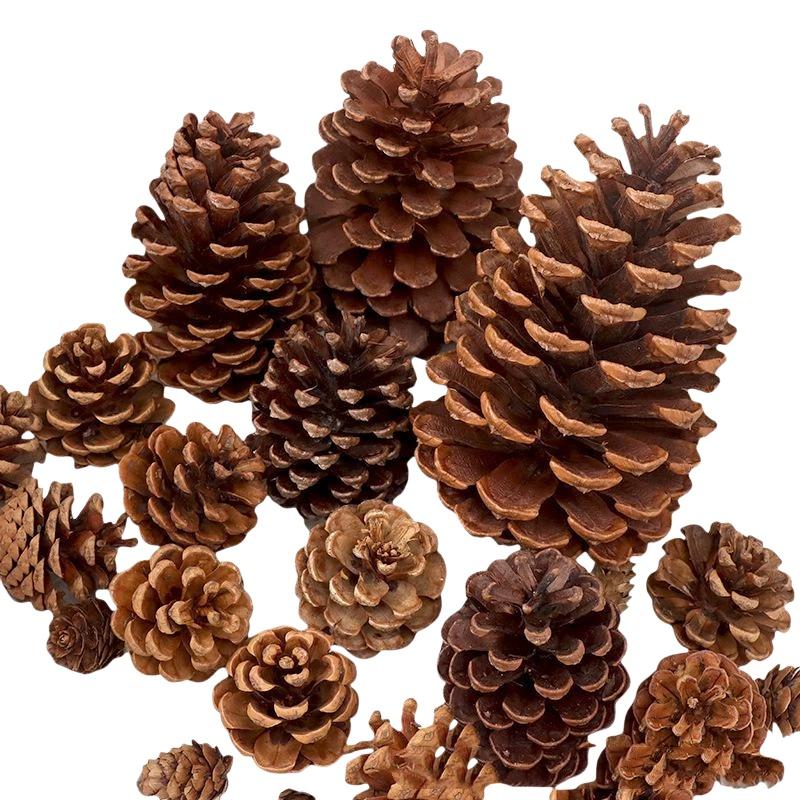 Natürliche Getrocknete Tannenz – Dried Flower Bulk Bewertung und Preis
