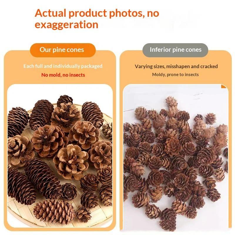 Natürliche Getrocknete Tannenz – Dried Flower Bulk Bewertung und Preis