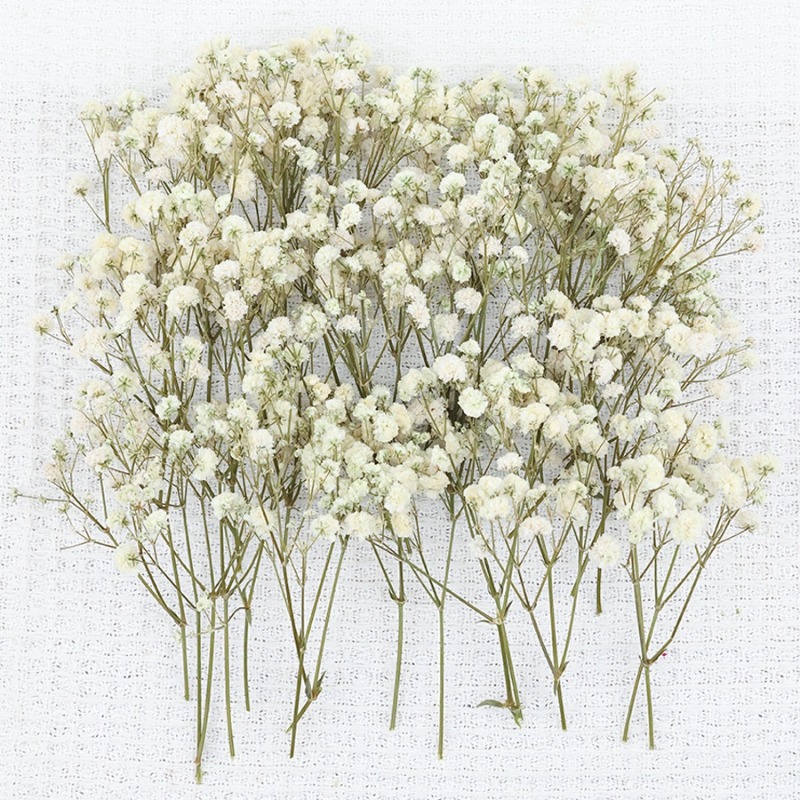 50 Stück Natürliche Getrocknet – Dried Flower Bulk Bewertung und Preis