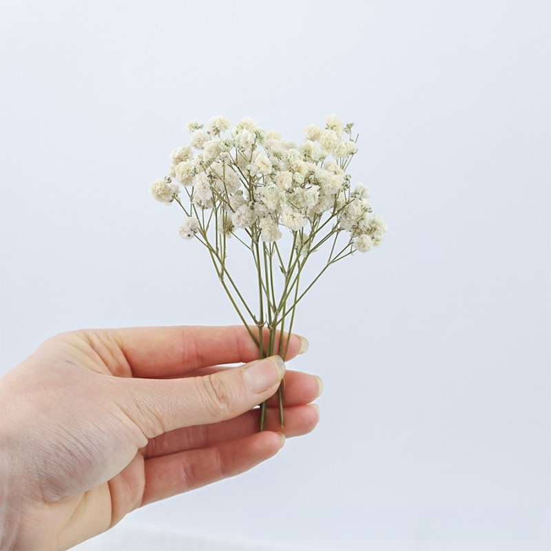 50 Stück Natürliche Getrocknet – Dried Flower Bulk Bewertung und Preis